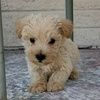 peanutmurphy